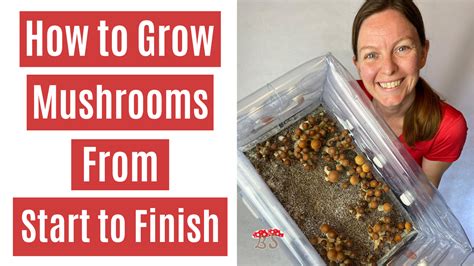 To begin growing your own mushrooms you will need the following for the PF tek-Pressure cooker Check thrift stores such as savers and goodwill, also browse your local craigslist. . Monotub colonization time lapse